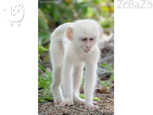 Axiolátrefto Capuchin Babies pithíkous Gia ta néa tous spítia gia yiothesía